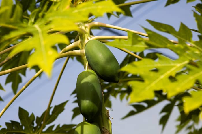 Want to grow papaya trees in your backyard? UF offers step-by-step guide to growing success