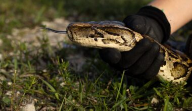 Registration opens for 2026 Florida Python Challenge – NBC 6 South Florida