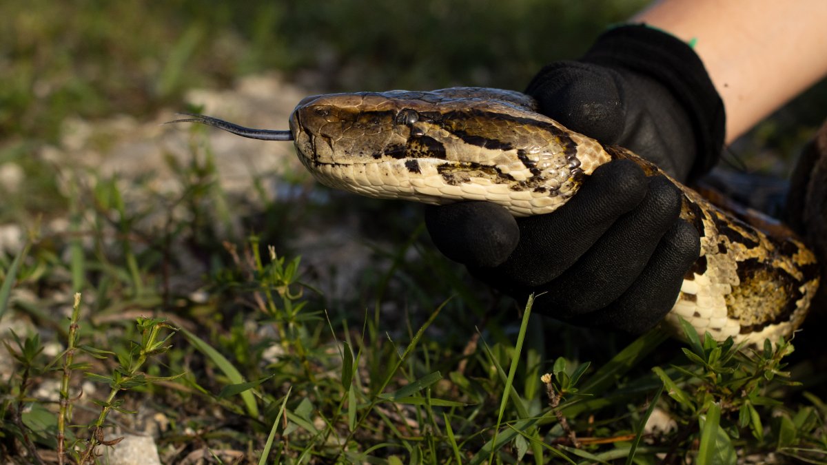 Registration opens for 2026 Florida Python Challenge – NBC 6 South Florida