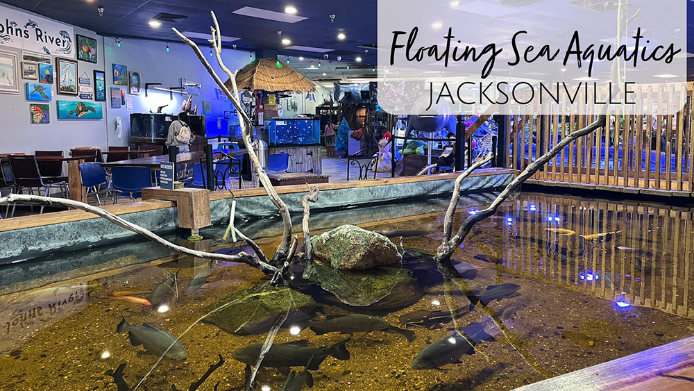 Floating Sea Aquatics - Jacksonville, FL Aquarium and Touch Tanks