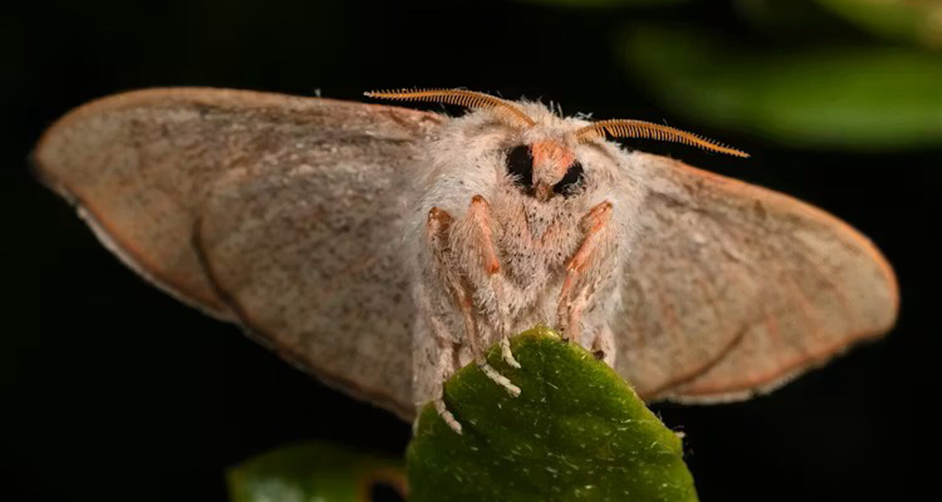 A newly rediscovered moth species in Florida may already be at risk