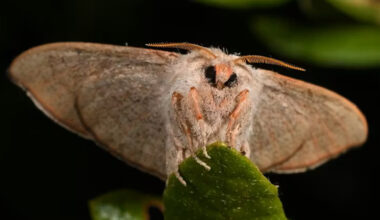 A newly rediscovered moth species in Florida may already be at risk