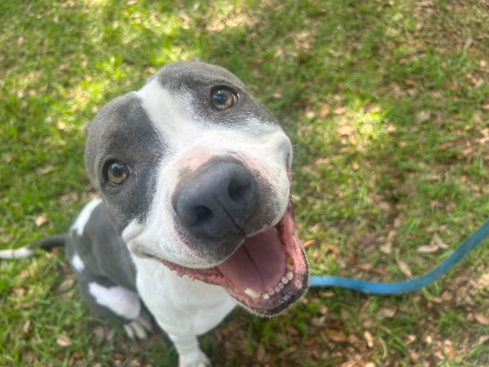 Snupe enjoys sweet talk & back scratches. He has a smile a mile wide and adores stuffed...