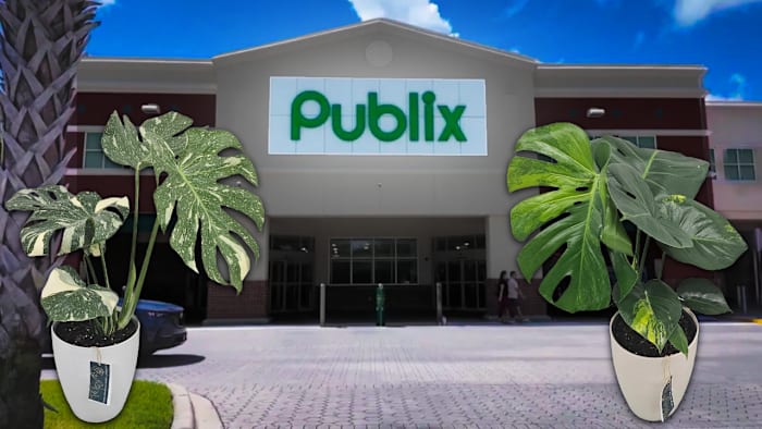 Publix is selling rare plants for a limited time in these Florida cities