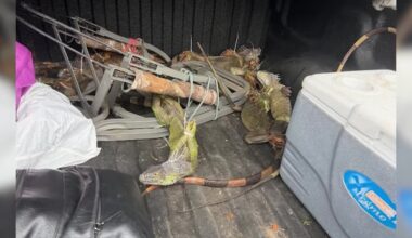 Live iguanas with feet zip-tied found during traffic stop in central Florida