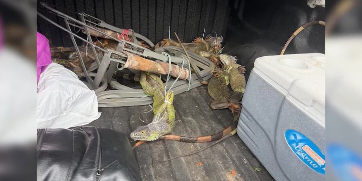 Live iguanas with feet zip-tied found during traffic stop in central Florida