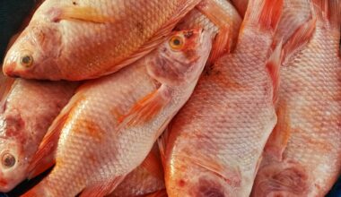 Florida revamps red snapper fishing rules after court ruling – NBC 6 South Florida