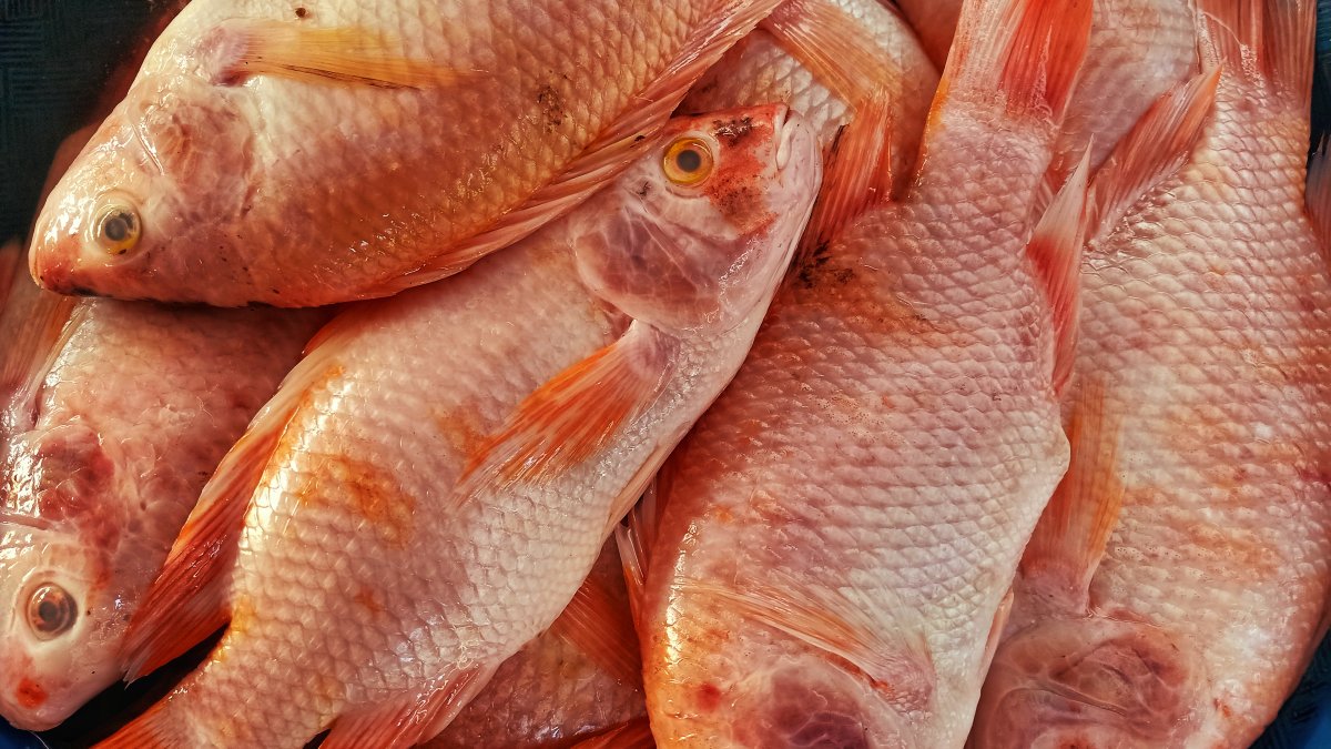 Florida revamps red snapper fishing rules after court ruling – NBC 6 South Florida