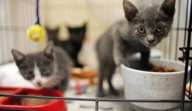 SPCA Tampa Bay Seeks Foster Volunteers for Hundreds of Kittens During Season Peak