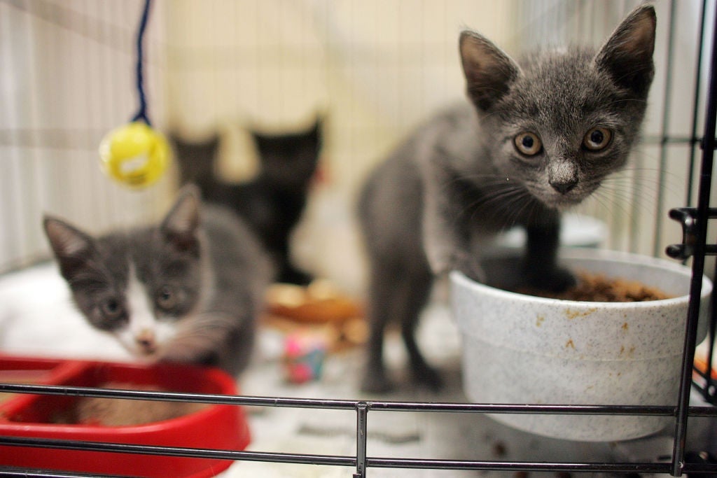 SPCA Tampa Bay Seeks Foster Volunteers for Hundreds of Kittens During Season Peak