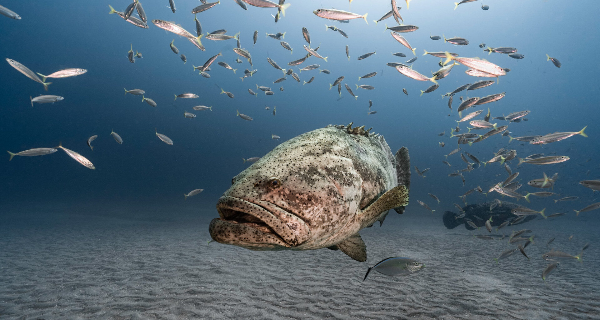 FWC bans export of threatened marine life under revised rules