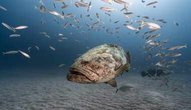 FWC bans export of threatened marine life under revised rules