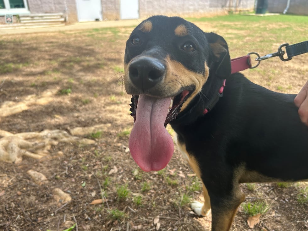 Cherry is ready to jump back into family life and would be a sweet and spunky addition to your...
