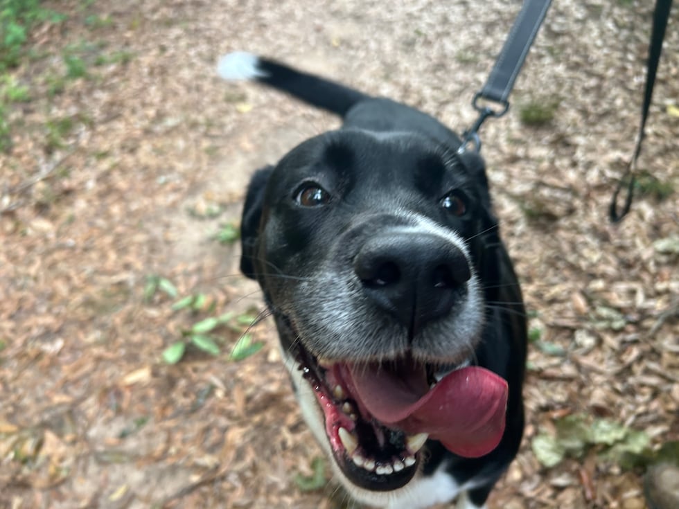 Zara is a real love muffin! Sashaying at your side, happy as a clam.