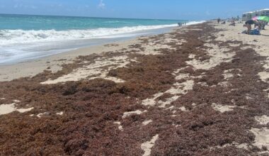 Sargassum seaweed taking over Martin County beaches ahead of Memorial Day weekend