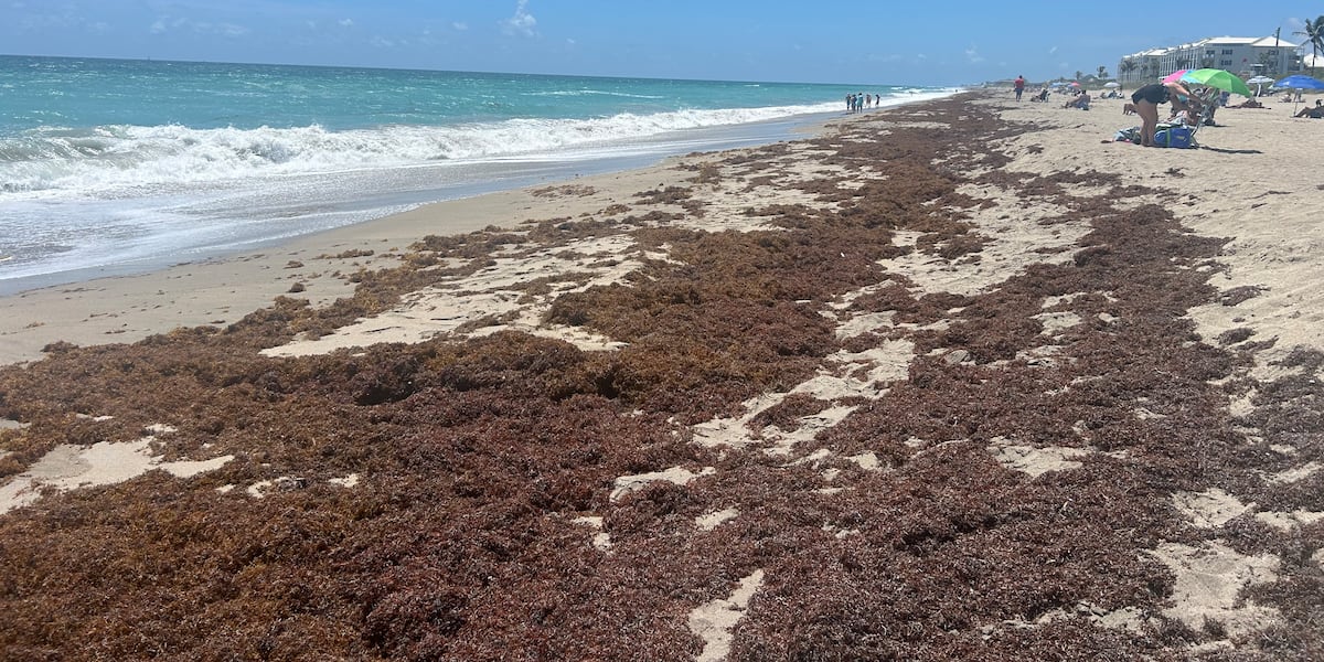 Sargassum seaweed taking over Martin County beaches ahead of Memorial Day weekend