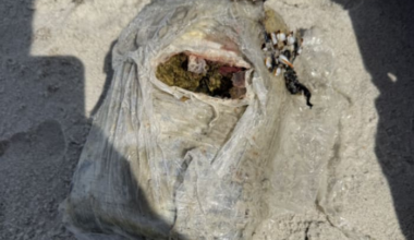Service dog owned by military vet helps sniff out marijuana brick that washed ashore at Hanna Park