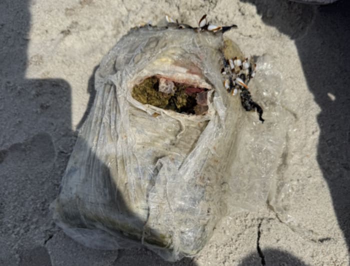 Service dog owned by military vet helps sniff out marijuana brick that washed ashore at Hanna Park