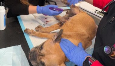 Bulldog taken to animal hospital in Fort Lauderdale after being found neglected in box – NBC 6 South Florida