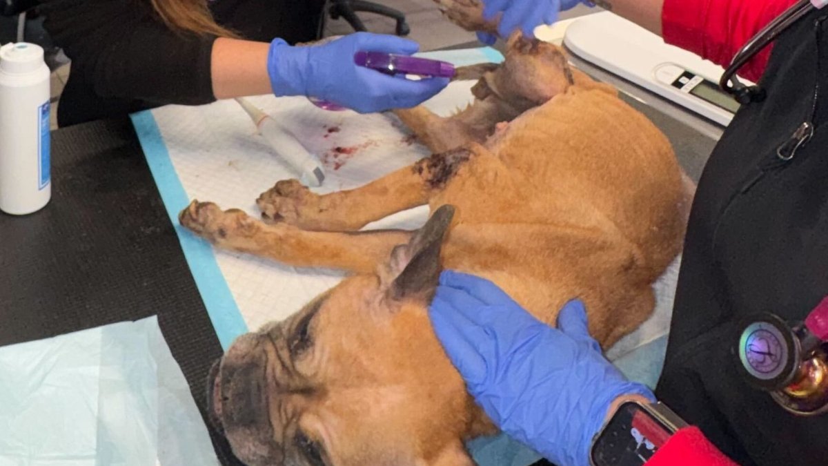 Bulldog taken to animal hospital in Fort Lauderdale after being found neglected in box – NBC 6 South Florida