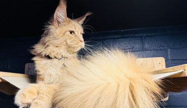 5 things to know about the Maine Coon Manor