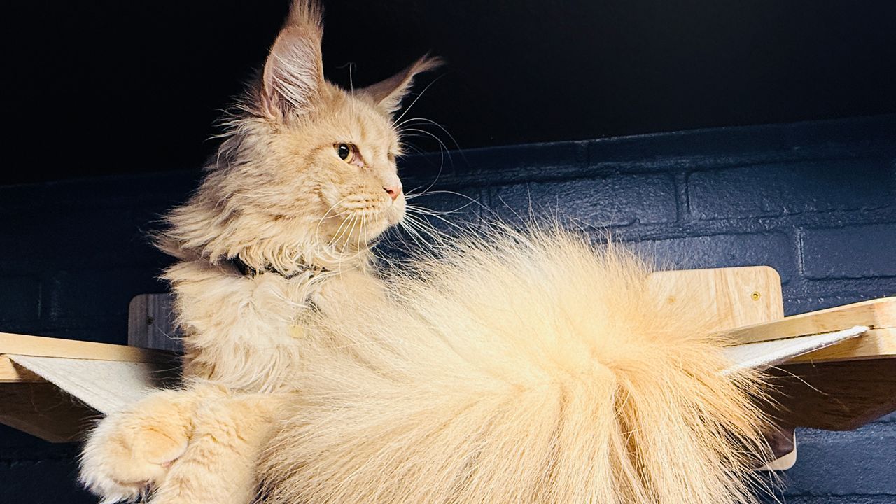 5 things to know about the Maine Coon Manor