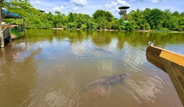 5 things to know about Gatorland’s Swamp Walk