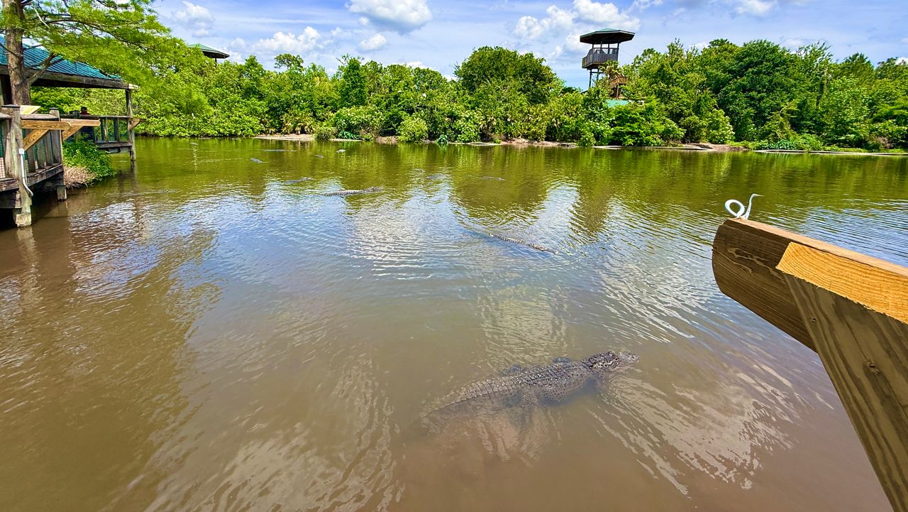5 things to know about Gatorland’s Swamp Walk