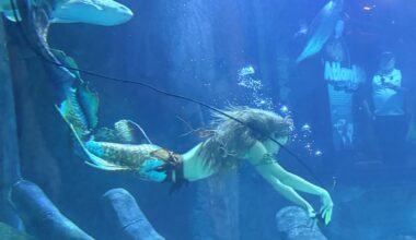 A mermaid performer underwater at the “Meet a Mermaid” experience at the Sea Life Aquarium in ICON Park. (Spectrum News/Allison Walker)