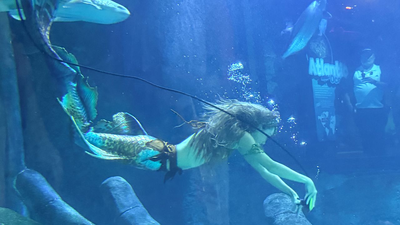 A mermaid performer underwater at the “Meet a Mermaid” experience at the Sea Life Aquarium in ICON Park. (Spectrum News/Allison Walker)