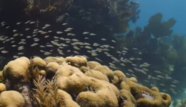 63-year-old Mississippi woman dies after snorkeling incident in Florida Keys