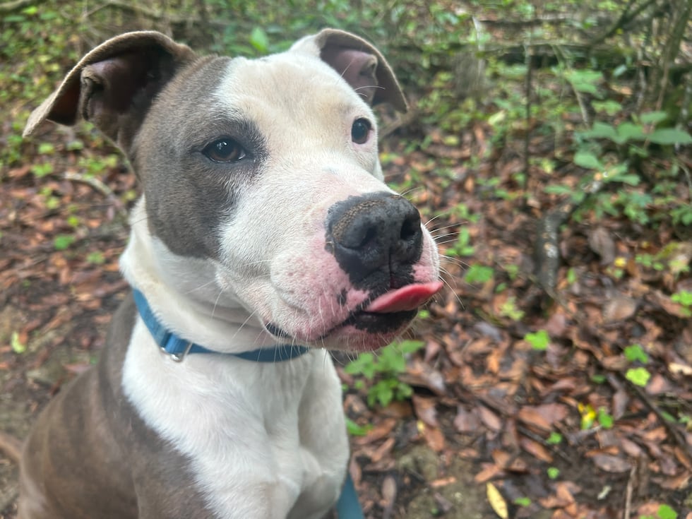 Maple loves shaking hands and holding hands and can do it endlessly when there are treats on...
