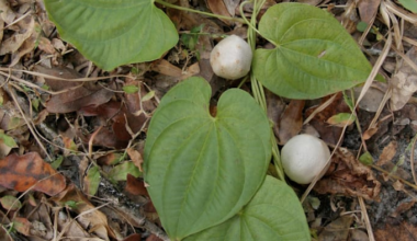 These invasive ‘potatoes’ have flooded Florida. Here’s what makes them a problem