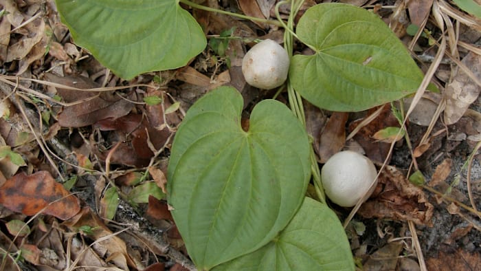 These invasive ‘potatoes’ have flooded Florida. Here’s what makes them a problem