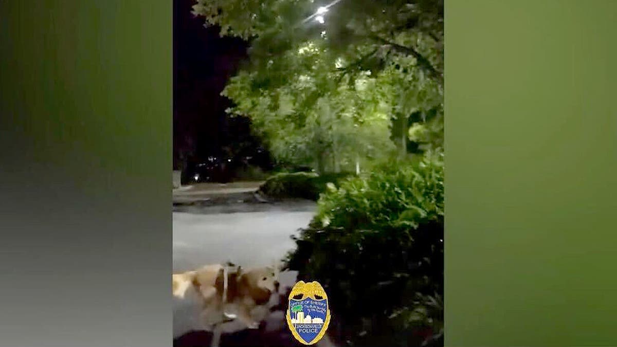 K-9 Ruger in body camera video.
