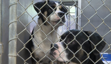 First Commerce Credit Union ‘Dogs for Dogs’ community cookouts support local humane societies