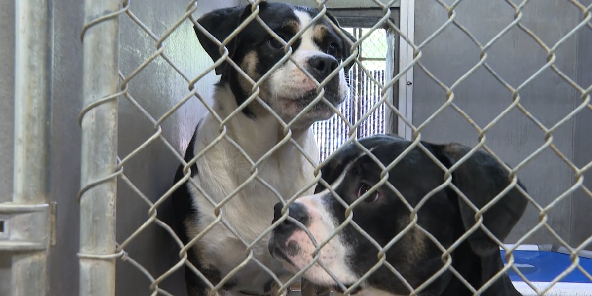 First Commerce Credit Union ‘Dogs for Dogs’ community cookouts support local humane societies