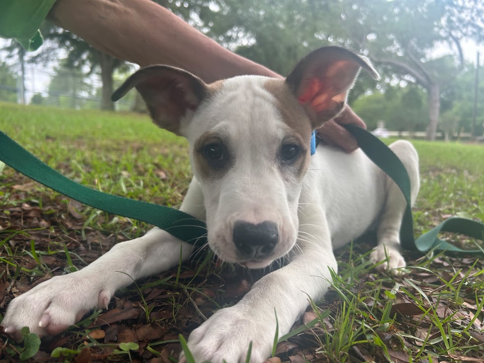 Badger is full of puppy energy, puppy mischief ... and puppy love!