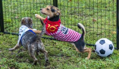 World Cup event for dogs at Miami area beach offers adoptions