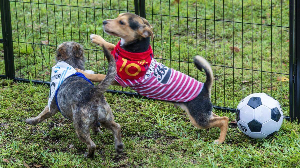 World Cup event for dogs at Miami area beach offers adoptions