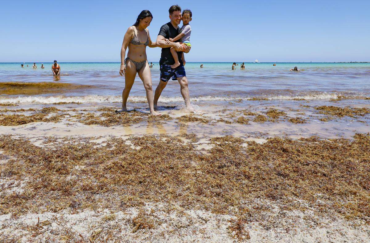 Massiel Vadel-Pedraza, Abelardo Pedraza and their son Tyler, 3, of Mexico, walk through a pile of seaweed on the shores of South Beach on Miami Beach on Thursday, May 7, 2026. 