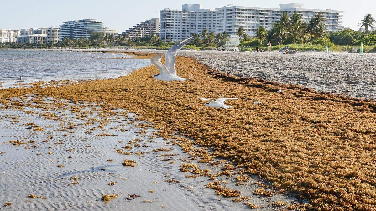 Miami-Dade issues water advisory for Crandon Park North