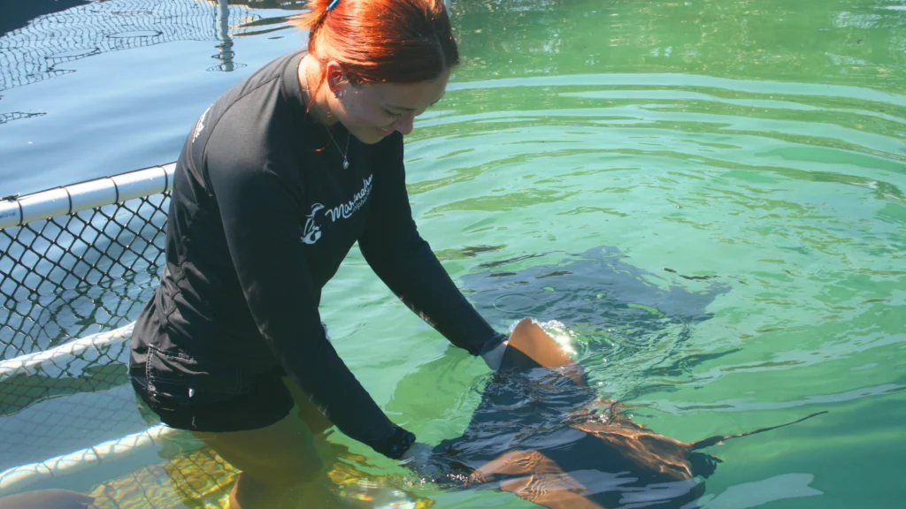 Aquarist Tianna Betz feeds cownose ray Reggie at Marineland Dolphin Adventure. While the park is chiefly known for its dolphins, Marineland also boasts rays and other fish species. 