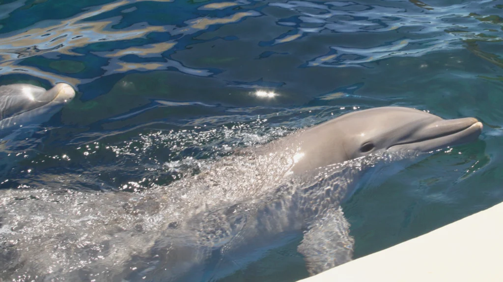 Thirteen dolphins live in Marineland Dolphin Adventure's 1.3 million gallon tank.