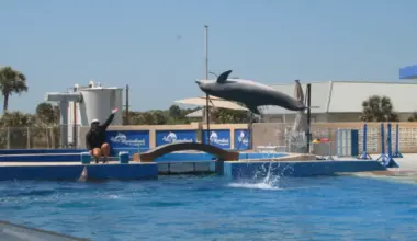 Marineland rebounds from dark days. Now staff say the park is thriving.