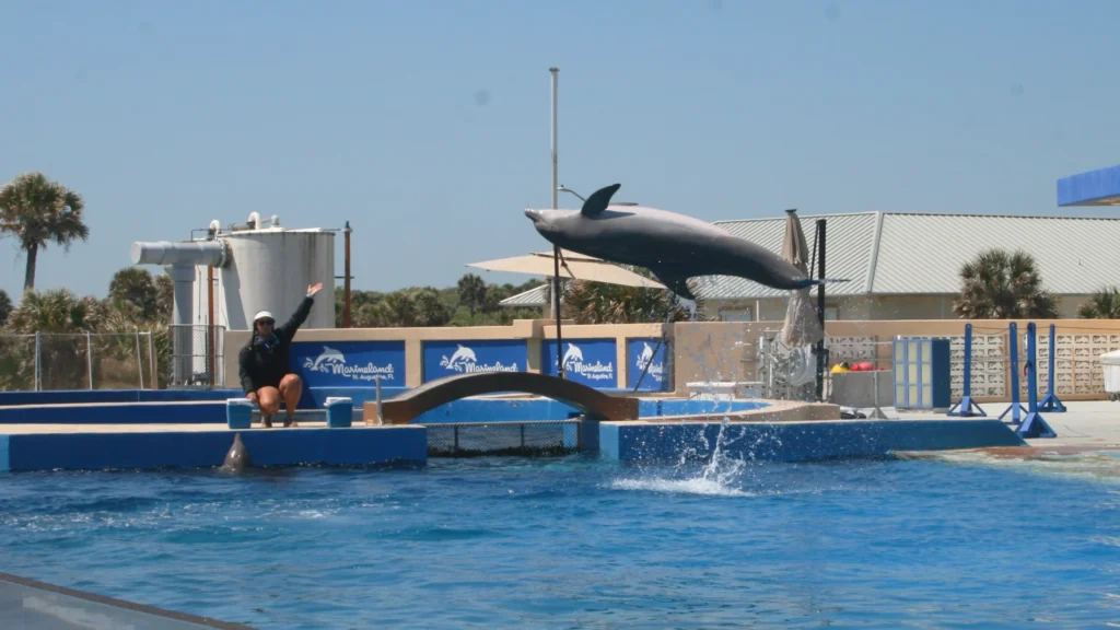 Marineland rebounds from dark days. Now staff say the park is thriving.