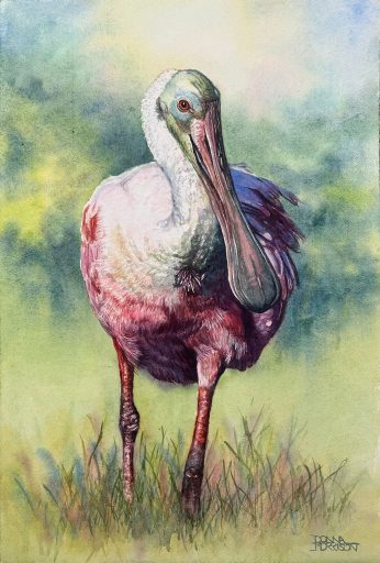 Watercolor portrait of a roseate spoonbill with pink and white feathers standing in grass against a soft green background.