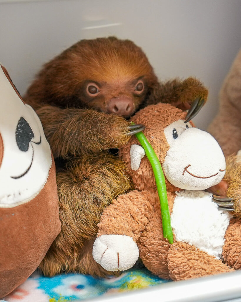 Mr. Ginger is one of 10 remaining sloths being cared for at the Central Florida Zoo. Credit: Central Florida Zoo & Botanical Gardens