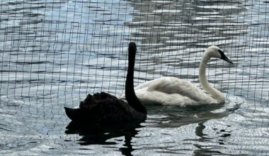 The city of Orlando's captive swans are being moved away from Lake Eola Park, the city announced Friday.