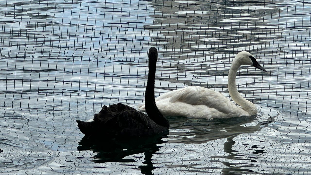The city of Orlando's captive swans are being moved away from Lake Eola Park, the city announced Friday.